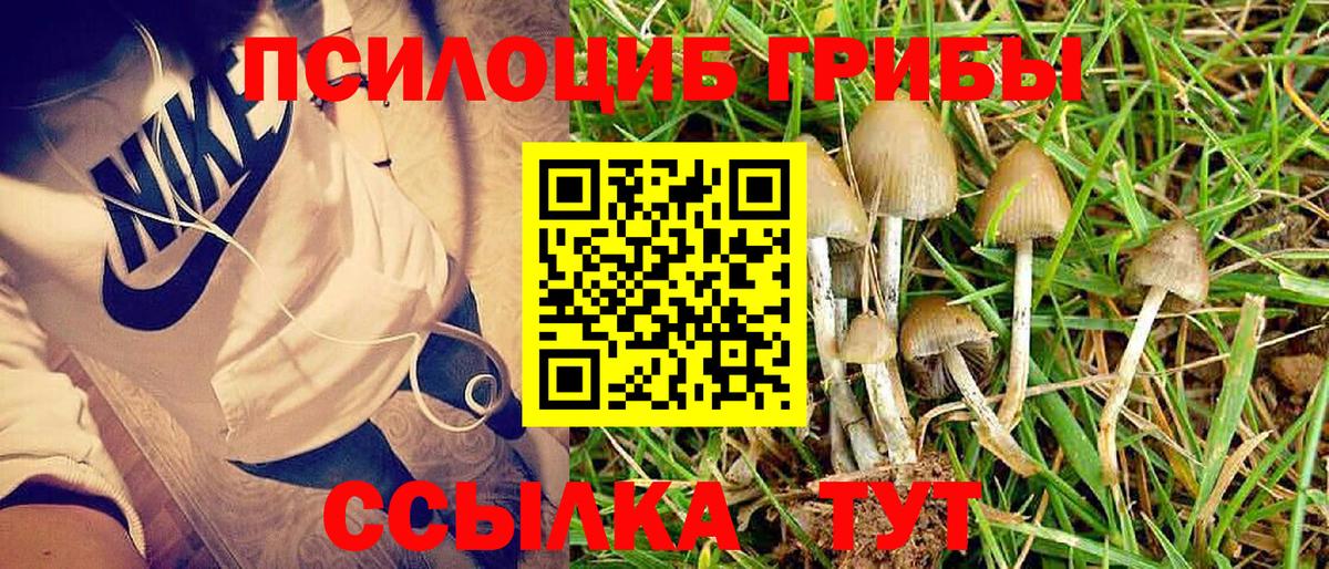 Галлюциногенные грибы Cubensis Дербент